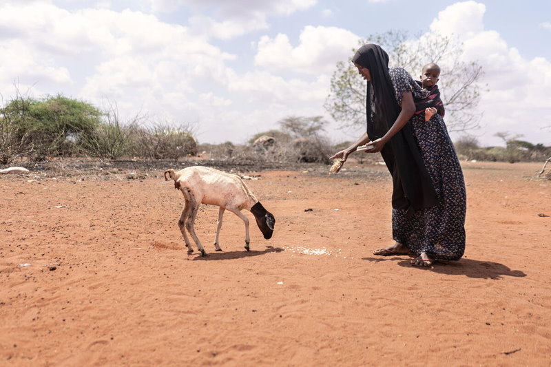 PAM/Arete/ Fredrik Lerneryd. Une femme nourrit sa chèvre devant sa maison, en raison du manque de pâturages à Wajir, dans le nord-est du Kenya.