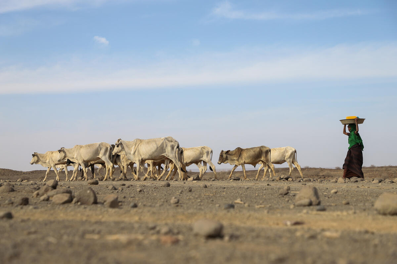 PAM/Michael Tewelde, Bétail touché par la sécheresse marchant vers le bord d'une rivière dans le district d'Adadle, Biyolow Kebele dans la région somalienne de l'Éthiopie.