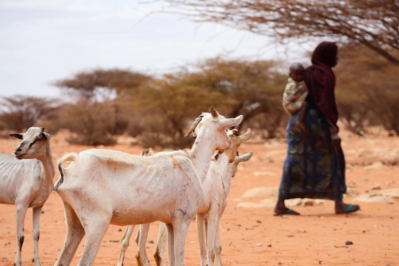 Photo: WFP/Geneva Costopulos, In the photo: struggling livestock goats and farmer in Qarqora, Galmudug.