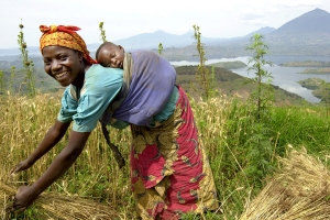 Le PAM renforce la sécurité alimentaire en connectant les petits exploitants agricoles aux marchés mondiaux