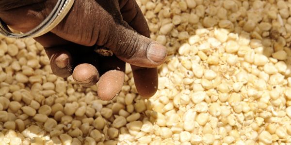 Tchad: Augmentation des rations de céréales