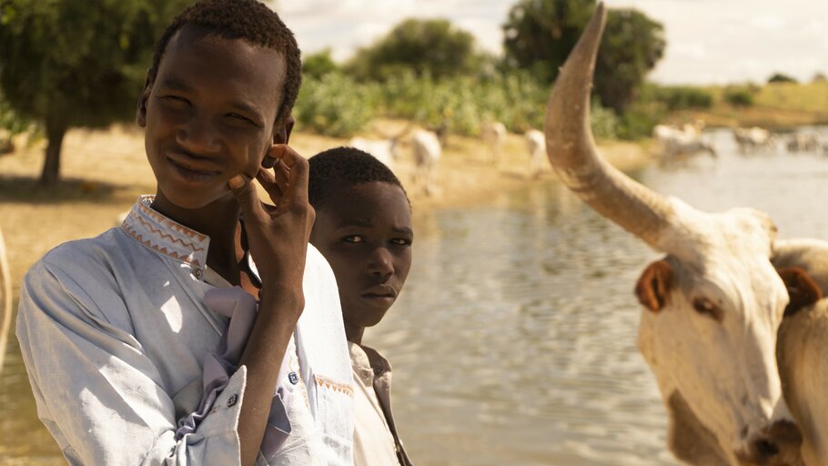 Tchad: Le Kanem, terre de bétail