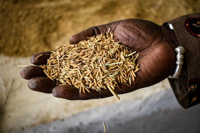 La riziculture pour l’autonomisation des agriculteurs maliens