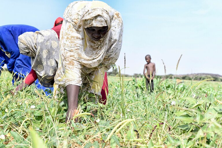 Développement durable en Mauritanie : des investissements qui portent déjà leurs fruits — Episode 4