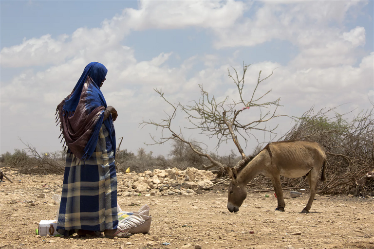 LE SOMALILAND AU BORD DE LA FAMINE