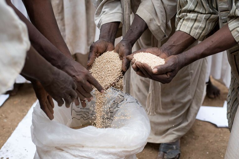 Des sacs hermétiques pour réduire les pertes post-récolte au Soudan