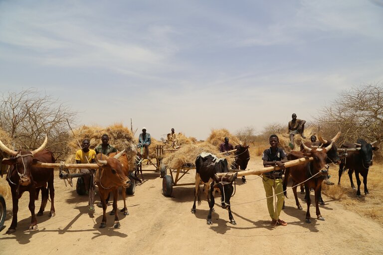 Quand la résilience met fin à la migration au Sahel