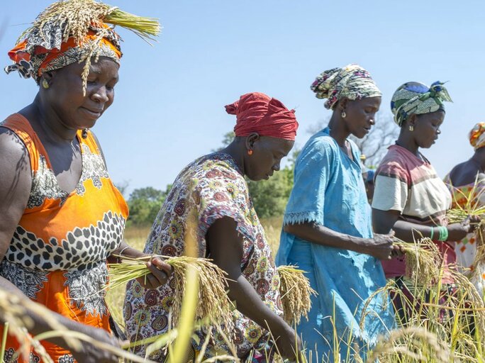 Sénégal : Bouse de vache, la « pépite verte » des femmes de Kolda