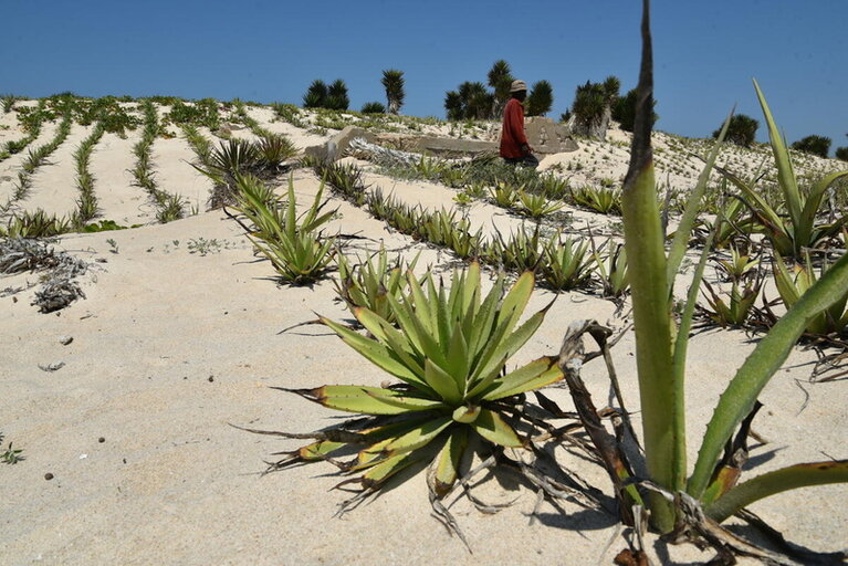 Au sud de Madagascar, une longue bataille contre le sable