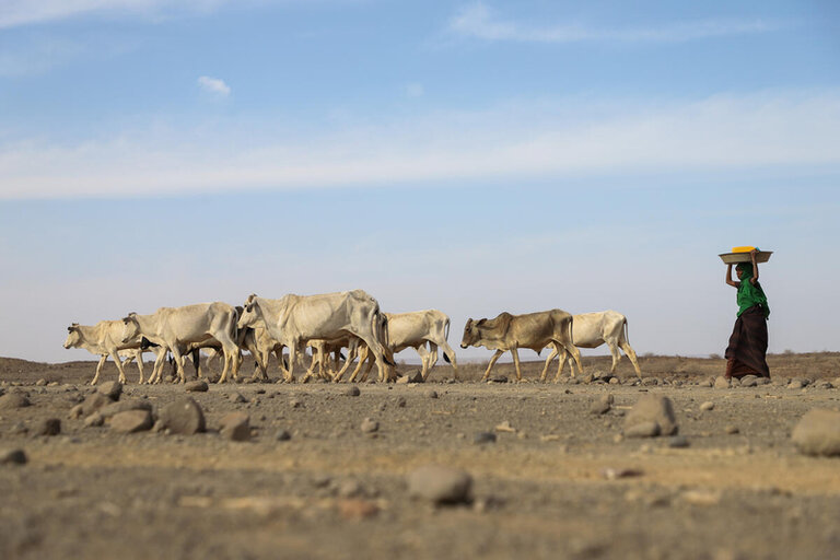 13 millions de personnes font face à une grave faim alors que la sécheresse s'empare de la corne de l'Afrique