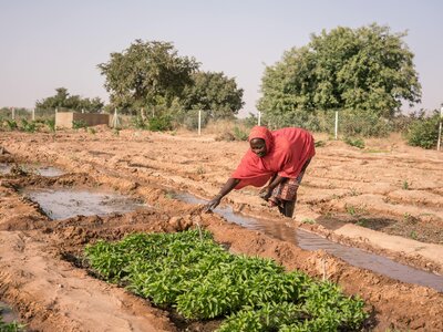 Un bénéficiaire du PAM désherbe une parcelle de légumes dans un jardin maraîcher du PAM.