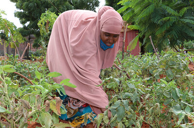 Fardosa Bagoi picks tomatoes from Habiba's farm