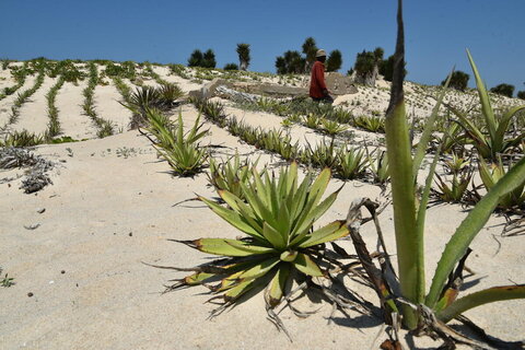 Au sud de Madagascar, une longue bataille contre le sable