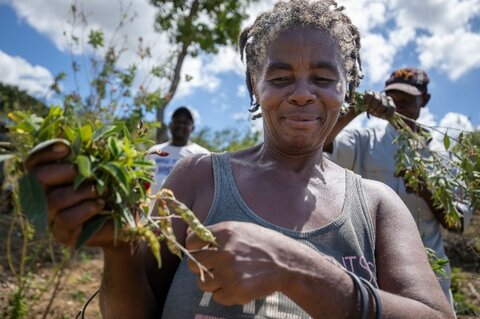 Haïti : faire pousser des cultures malgré les sécheresses et les inondations