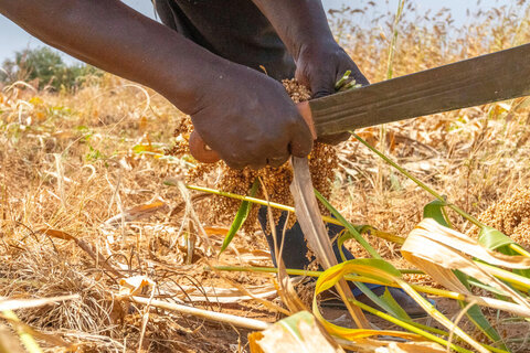 Combattre la faim, construire la paix : comment les agriculteurs sèment les graines du changement au Burkina Faso
