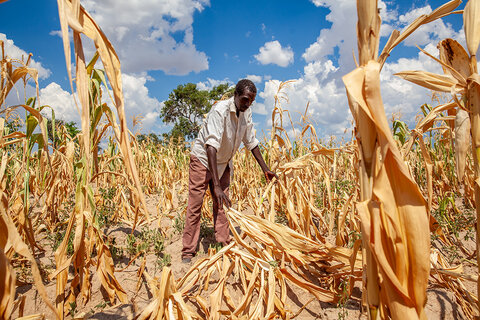 En Afrique australe, la sécheresse provoquée par El Niño laisse dans son sillage des récoltes brûlées et la faim