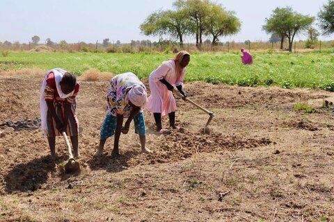De l’aide à l’autonomie : comment les réfugiés et les communautés hôtes renforcent la sécurité alimentaire au Tchad