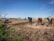 People are working in the field in Malawi