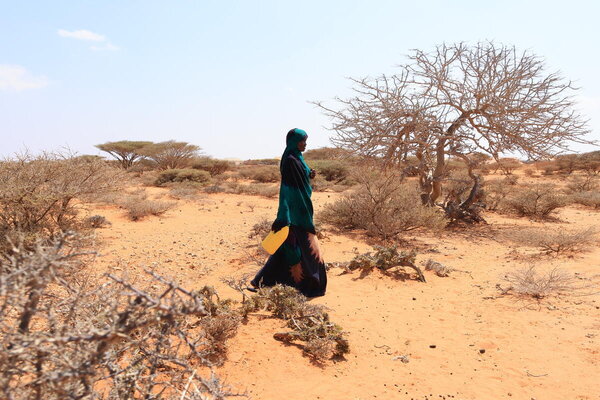 Photo : © PAM/CRC/Mohamed Abdirisak Ali. En Somalie, la sécheresse continue d’aggraver les difficultés auxquelles sont confrontées les familles et les communautés. Le PAM maintient son assistance dans les régions les plus affectées, mais sans un soutien financier urgent, cette aide essentielle à la survie de milliers de personnes est menacée.