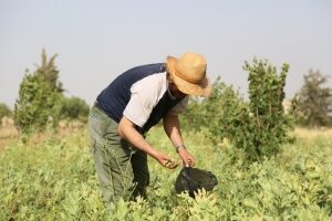 Syrie: malgré des pluies abondantes, l'insécurité alimentaire reste forte