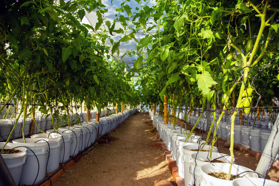 el-salvador-greenhouse