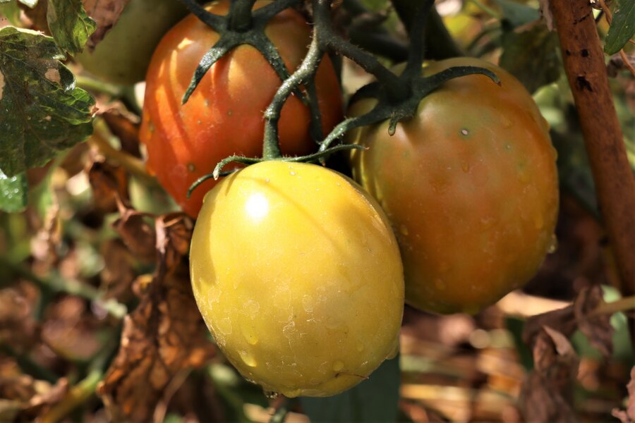 Les tomates du jardin scolaire de Ténézana. Photo: PAM/ Virgo Edgar Ngarbaroum