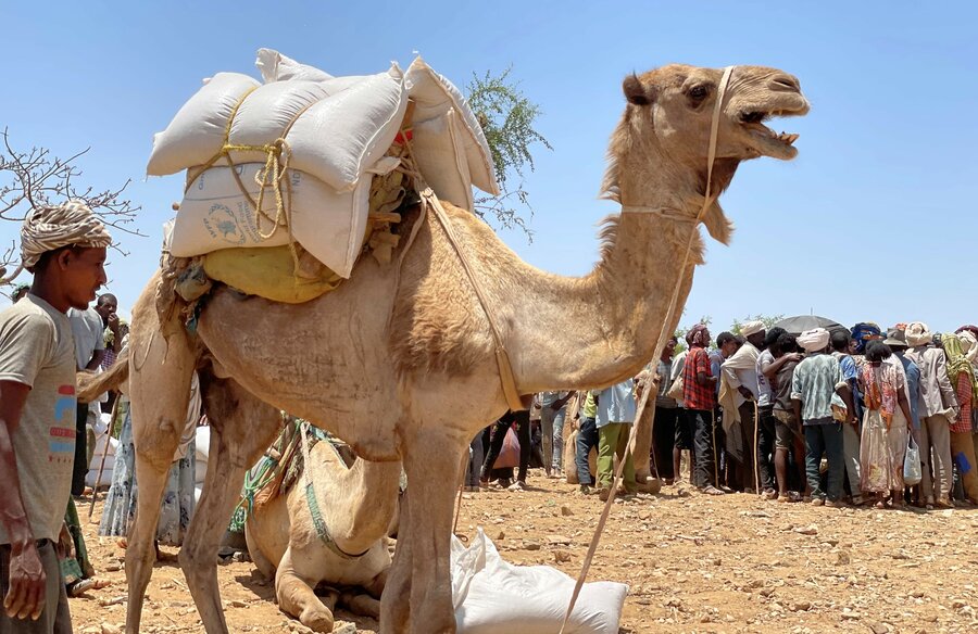 Families receiving food from a WFP distribution site in the rural village of Adi Millen use pack animals such as camels to transport the food home. Photo: WFP/Claire Nevill