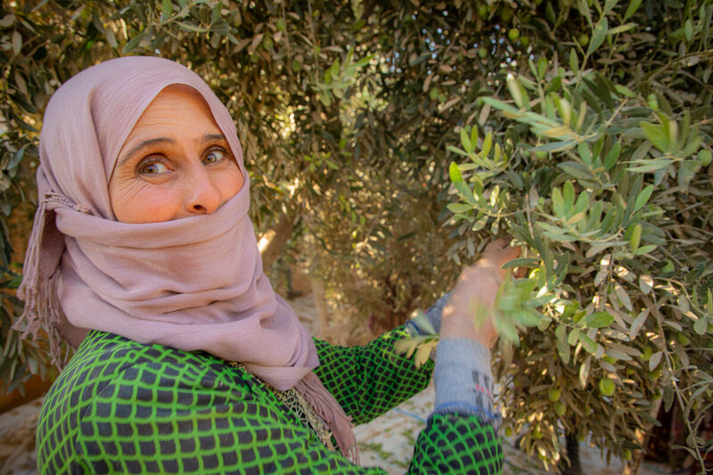 Zuhayya harvests olives on their farm