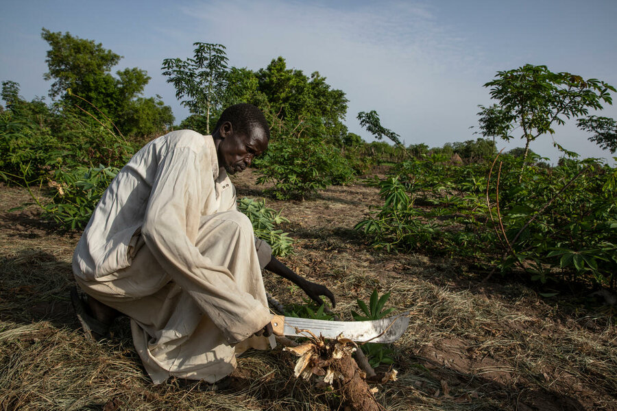 Farmer Deng Back harvests manioc at a community garden. Conflict and climate change have deepened hunger in South Sudan. Photo: WFP/Gabriela Vivacqua