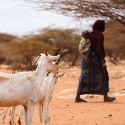 overweak goats and a mother who is carrying her child at her back