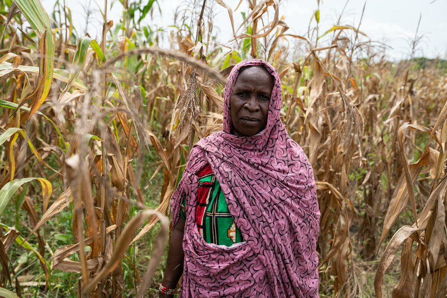 Hawa, a farmer, in Melea, Chad, among her spoiled maize harvest in September. Photo: WFP/Evelyn Fey