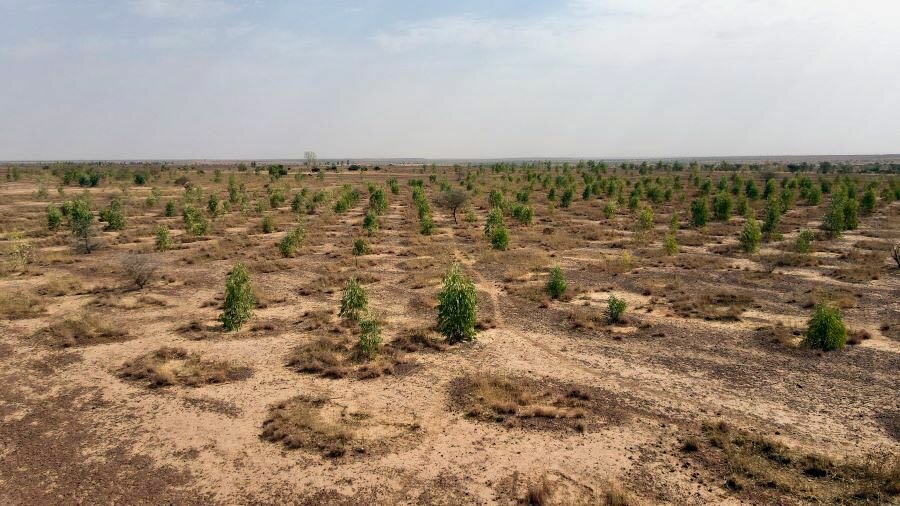 Trees growing in half moons in Satara, Niger. The technique helps absorb rainwater and replenish the earth. Photo: WFP/Souleymane Ag Anara