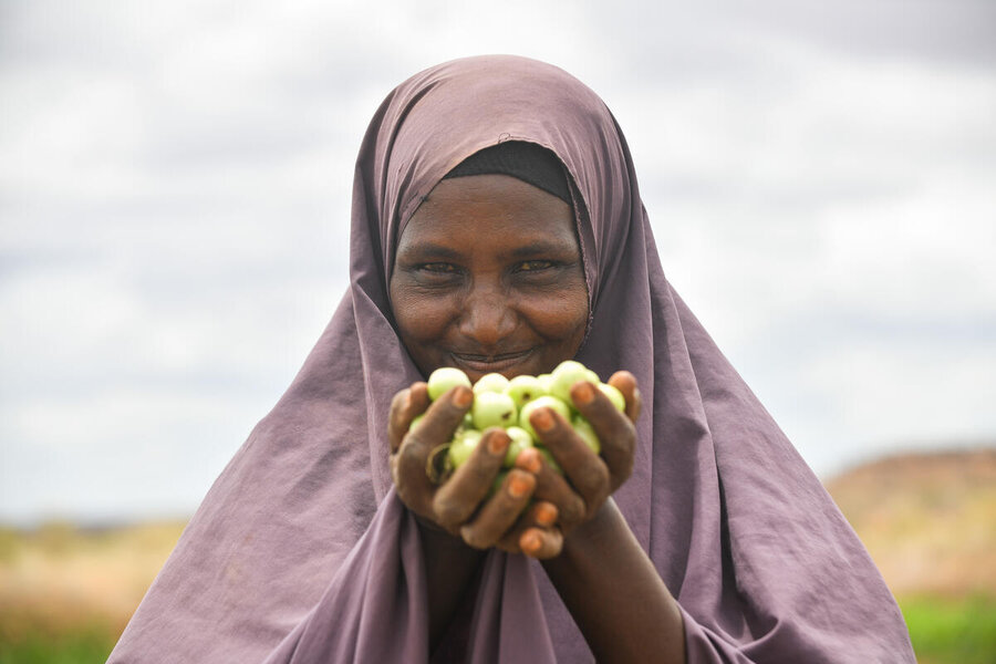  Tomatoes are harvested at the Kobe irrigation scheme Ethiopia's Somali region. Photo: WFP/Michael Twelde.