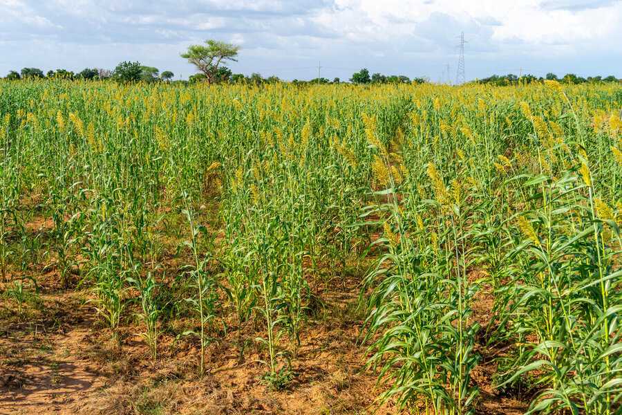 Millet thriving on the same plot of land in Reka a few months later. Photo: WFP/Cheick Omar Bandaogo