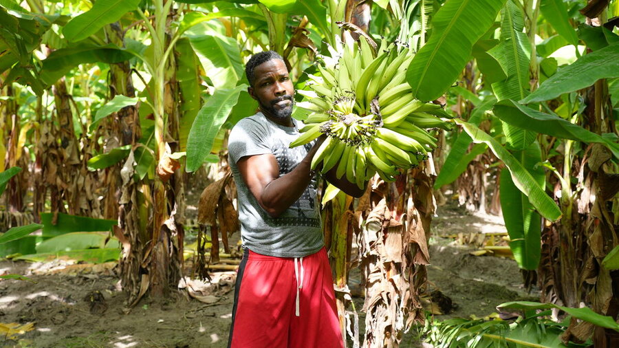 Plantain grower Iler Cambronne is proud his harvests help feed Haiti's school kids. But farmers like himself are challenged not only by violence but also climate change. Photo: WFP/Pedro Rodrigues