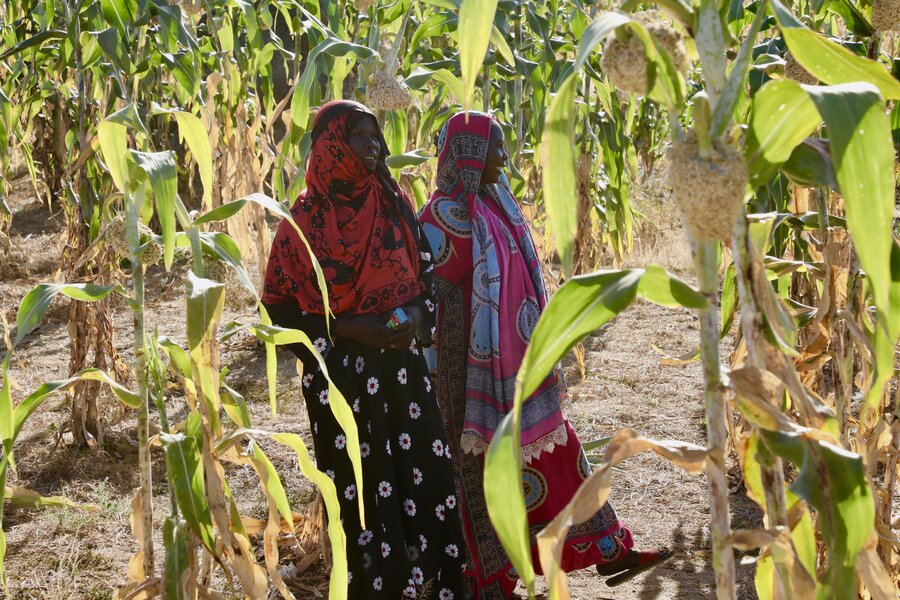 Farmers participating in one of WFP's resilience-building initiatives in Chad. Photo: WFP/Asma Achahboun