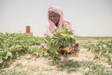 Des millions de personnes sont confrontées à la faim au Sahel central : les agences de l'ONU tirent la sonnette d'alarme face à l'aggravation de la crise humanitaire