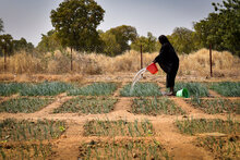 La Suède et des agences onusiennes lancent un projet pluriannuel pour renforcer la sécurité alimentaire et nutritionnelle au Mali 