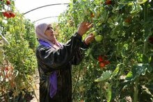Syrie : La production alimentaire plus faible que jamais