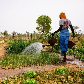 Un agriculteur arrose des légumes dans un jardin communautaire soutenu par des programmes de résilience, contribuant ainsi à améliorer la production alimentaire des ménages.