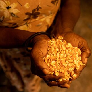 Les mains d'une femme tenant le maïs récolté dans sa ferme, et destiné à être utilisé pour les repas scolaires.