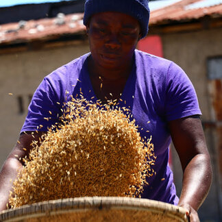 Une femme trie les grains récoltés dans son exploitation agricole soutenue par le PAM.