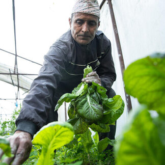 Un homme entretient des plantes dans une serre
