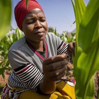 Funny, a 31-year-old farmer from Chisuzi village, tending to her cornfield. Funny has seen her life transformed thanks to her participation in WFP's resilience interventions.
