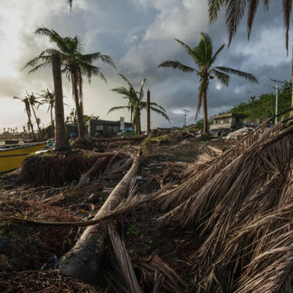 Fallen trees caused by typhoon. Photo: WFP/Angelo Mendoza